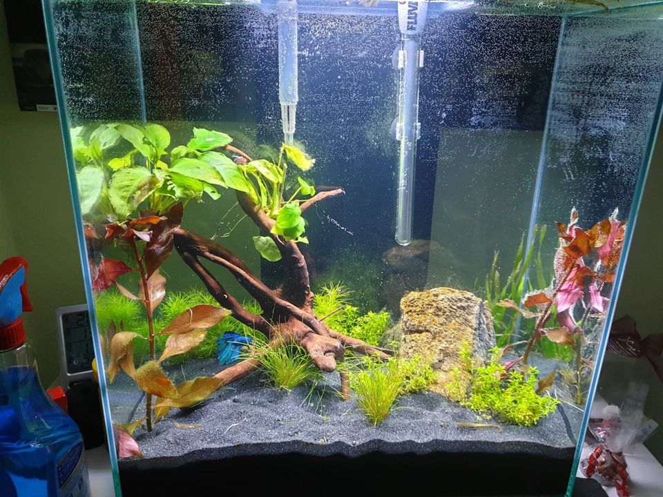 Aquarium  Fluval Edge in Insheim