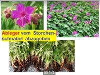 Viele Ableger, Geranium, Storchenschnabel Nordrhein-Westfalen - Telgte Vorschau