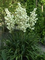 Yucca filamentosa Hessen - Dipperz Vorschau