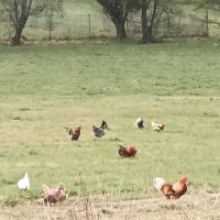 BIO Legehennen / Bio Hühner aus dem Weiltal im Taunus (Huhn) Hessen - Weilmünster Vorschau