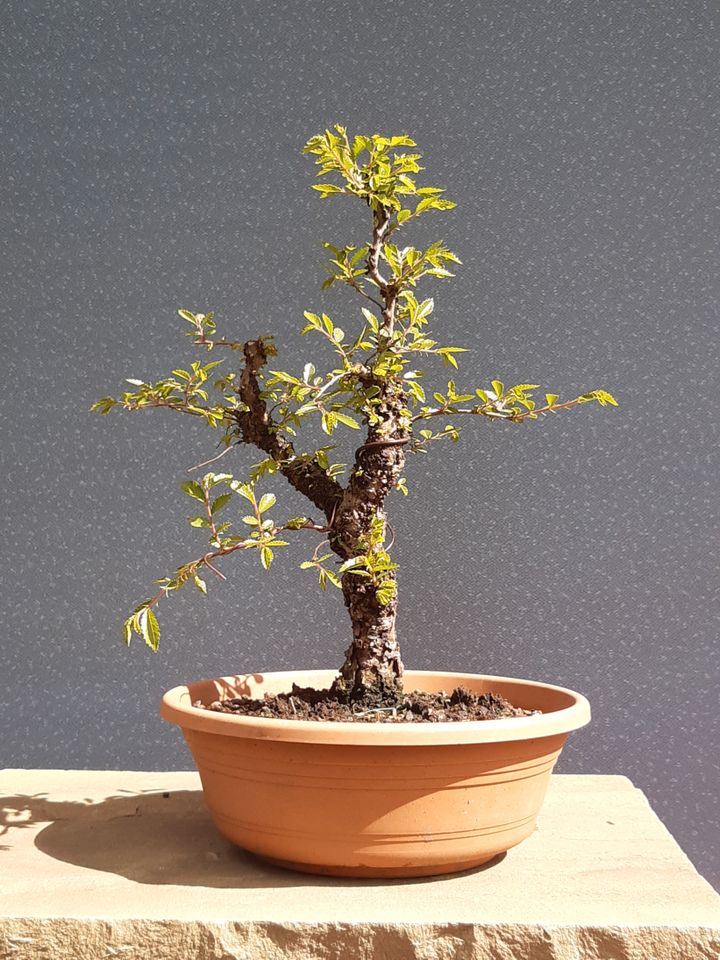 Bonsai Zelkova nire, 30 Jahre, Prebonsai in Hildesheim