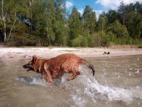 HundeGassi Geher oder eine neue Yasmin Brandenburg - Storkow (Mark) Vorschau