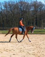 Reiterin sucht Pferd (Reitbeteiligung/Pflegebeteiligung) Nordrhein-Westfalen - Velbert Vorschau