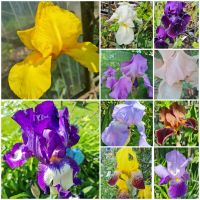 Bartiris Schwertlilie Rhizome Iris 10 Stk. verschied. Farben 30€ Nordrhein-Westfalen - Datteln Vorschau