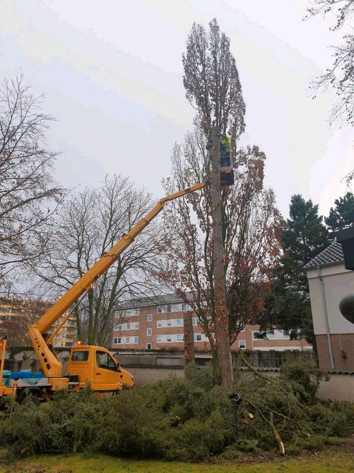 Baum fällen,schneiden, kürzen,baumschnitt in Wesseling