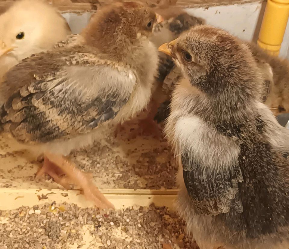 Bio Küken Schwedisches Blumenhuhn  / franz. Marans / Creme-Legbar in Weilmünster