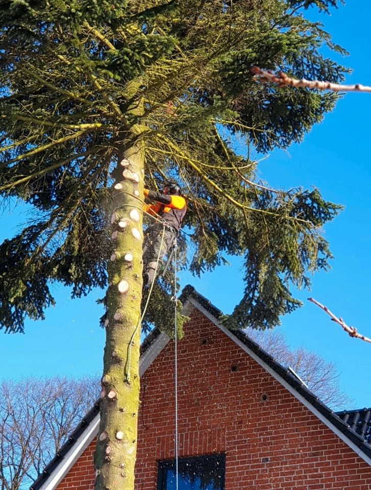 Baumpflege Baumfällung Hubarbeitsbühne Seilklettertechnik SKT B in Trittau