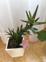 Zimmerpflanze Aloe H25cm im Topf Niedersachsen - Lohne (Oldenburg) Vorschau