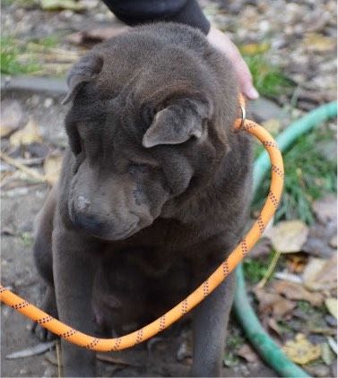 Sarah Shar-Pei Mix Hündin in Burgsinn