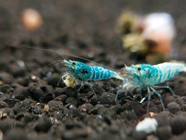 Blue Bolt Garnelen Caridina, weiß blau Taiwaner, 4€* in Möglingen 