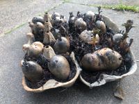 Lila Kartoffeln gegen Pflanzen, bewurzelte Stecklinge o. Rohwolle Nordrhein-Westfalen - Wachtberg Vorschau