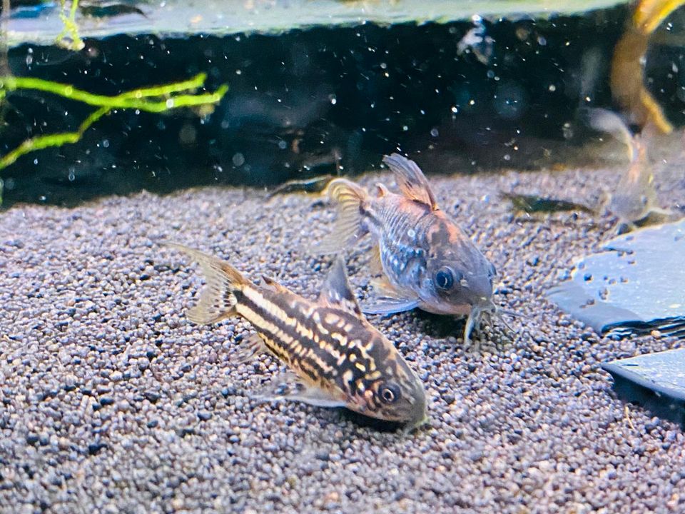 Corydoras Napoensis Napo kleiner Panzerwels - Wels in Bottrop