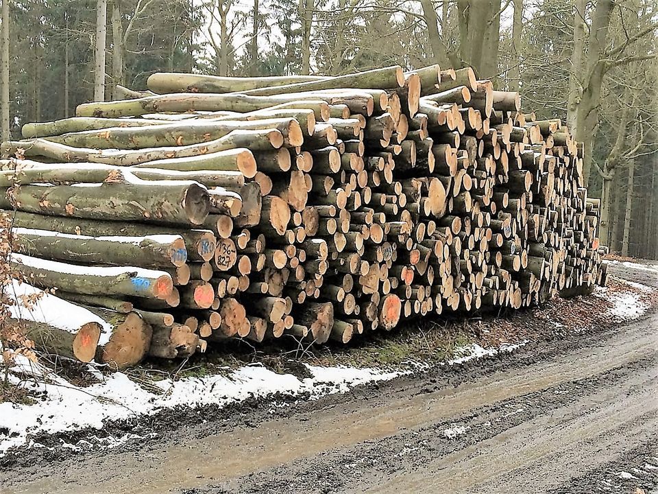 ☘️ Brennholz Kaminholz Stammholz u Scheitholz Raum Zeulenroda in Schleiz