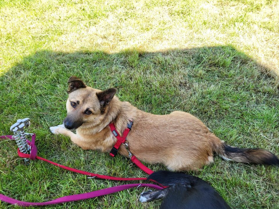 Luna, geb. 2019, Kuschelbär sucht liebevolles Zuhause in Essen