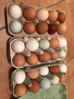 Eier Hühnereier Bayern - Bayerbach Vorschau