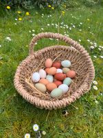 Farbenfrohe Speiseeier von unseren Hennen Hühnern Eier Niedersachsen - Eickeloh Vorschau