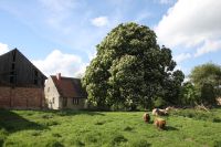 Kastanienhof im Oderbruch - Ort zum Leben, Wohnen und Arbeiten Brandenburg - Oderaue Vorschau