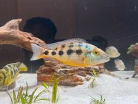 Fossorochromis xxl Nordrhein-Westfalen - Neuss Vorschau