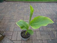 Canna-Pflanze rot blühend, 70cm groß Sachsen-Anhalt - Ilsenburg (Harz) Vorschau