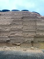 Suche Maissilage Silomais Häckselmais Schleswig-Holstein - Hörup Vorschau