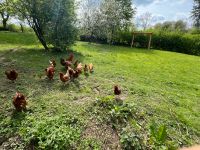 Eier von freilaufenden Hühnern Nordrhein-Westfalen - Overath Vorschau