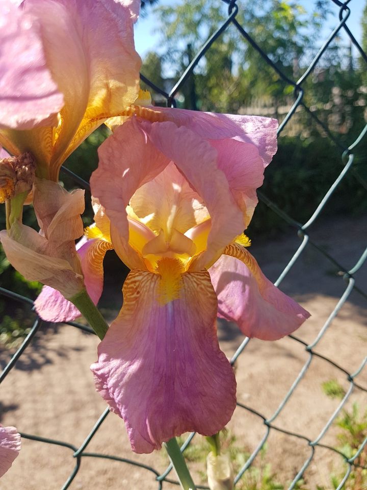 Rhizome verschiedene Sorten Schwertlilie Blume in Halle