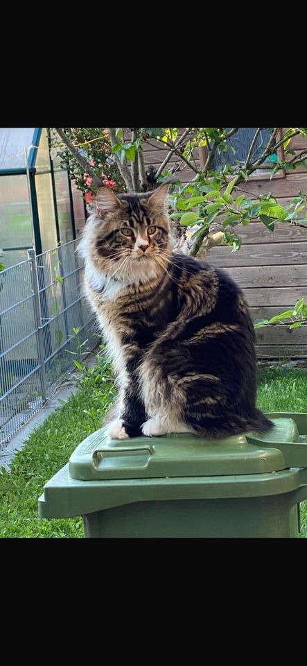 Maine Coon in Freising