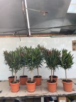 Nerium Oleander Stamm | XS | ca. 70-90cm Stuttgart - Feuerbach Vorschau