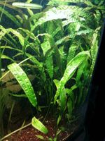 5 x Hammerschlag-Wasserkelch Cryptocoryne aponogetifolia Baden-Württemberg - Eberstadt Vorschau