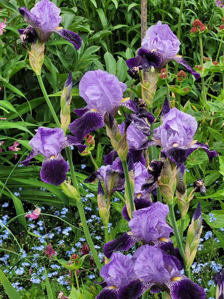 Gartenpflanzen Stauden Kräuter Schertlilien Alant Bergenien in Baiersdorf