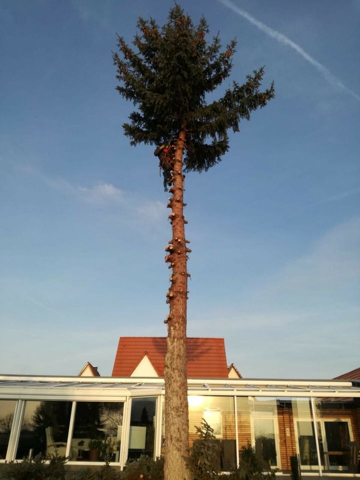 Baumfällung,Zaunbau,Garten und Landschaftsbau in Drei Gleichen