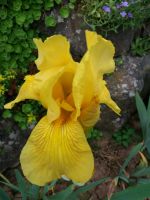 Sonderangebot: 10 Iris in verschiedenen Farben für 15€ Hessen - Meinhard Vorschau