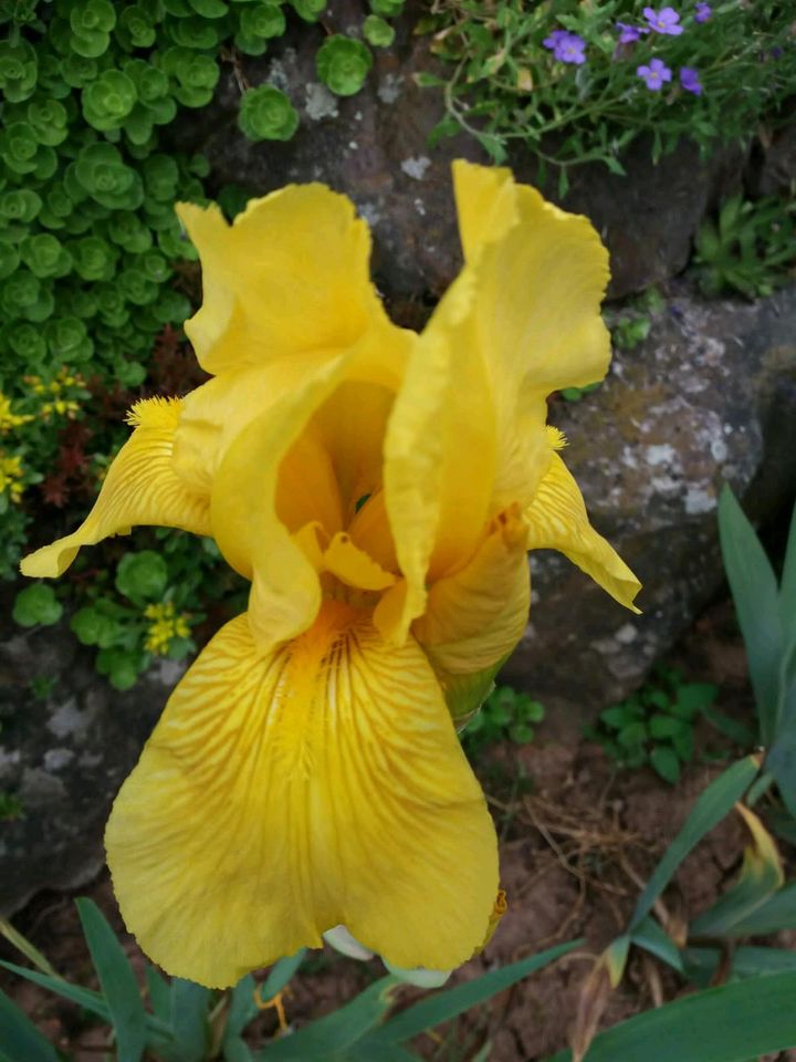 Sonderangebot: 10 Iris in verschiedenen Farben für 15€ in Meinhard