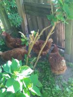 4 Hühner zu verkaufen Eier Huhn Schleswig-Holstein - Schleswig Vorschau