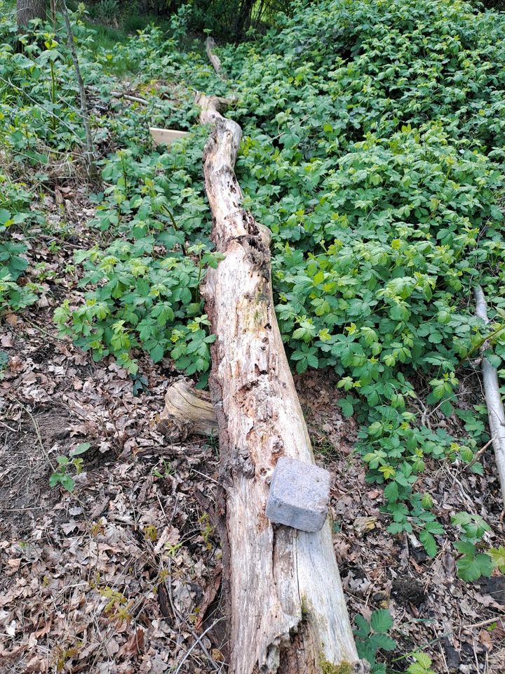 Baumstamm Brennholz in Hamminkeln