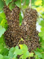 Bienenschwarm melden, Bienenvolk fangen und retten, Imker hilft Hessen - Brombachtal Vorschau
