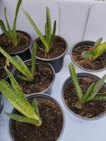 Aloe Vera Ableger❤️ Niedersachsen - Gleichen Vorschau