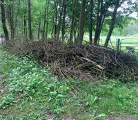 Holz (Kleingehölz) zu verschenken Schleswig-Holstein - Pronstorf Vorschau