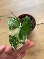 Syngonium Albo variegata Dortmund - Lütgendortmund Vorschau