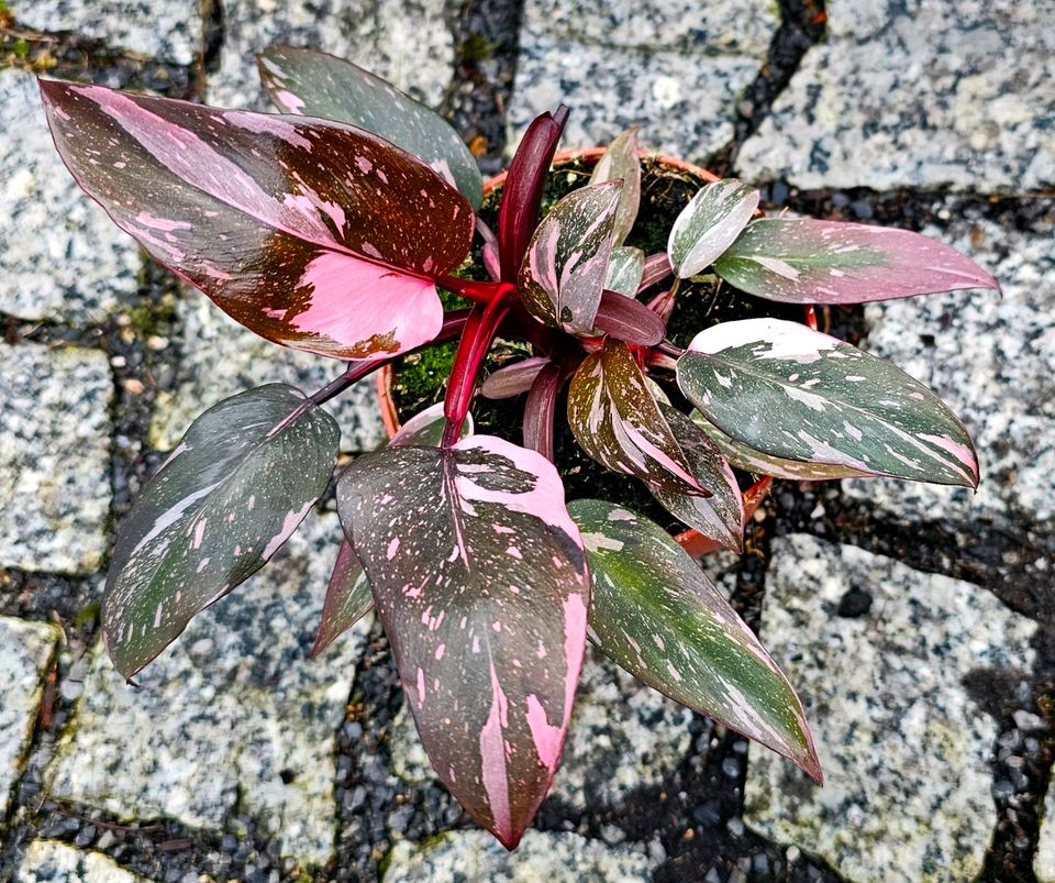 Philodendron Pink Princess Galaxy - M2Rqun in Obertshausen