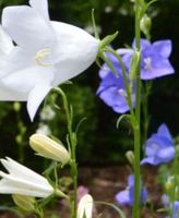 Hohe Glockenblume -Campanula - große Blüten blau oder weiß Niedersachsen - Buchholz in der Nordheide Vorschau