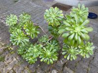 Aeonium arboreum grüne Wildform Rosettendickblatt Kanaren Baden-Württemberg - Engen Vorschau