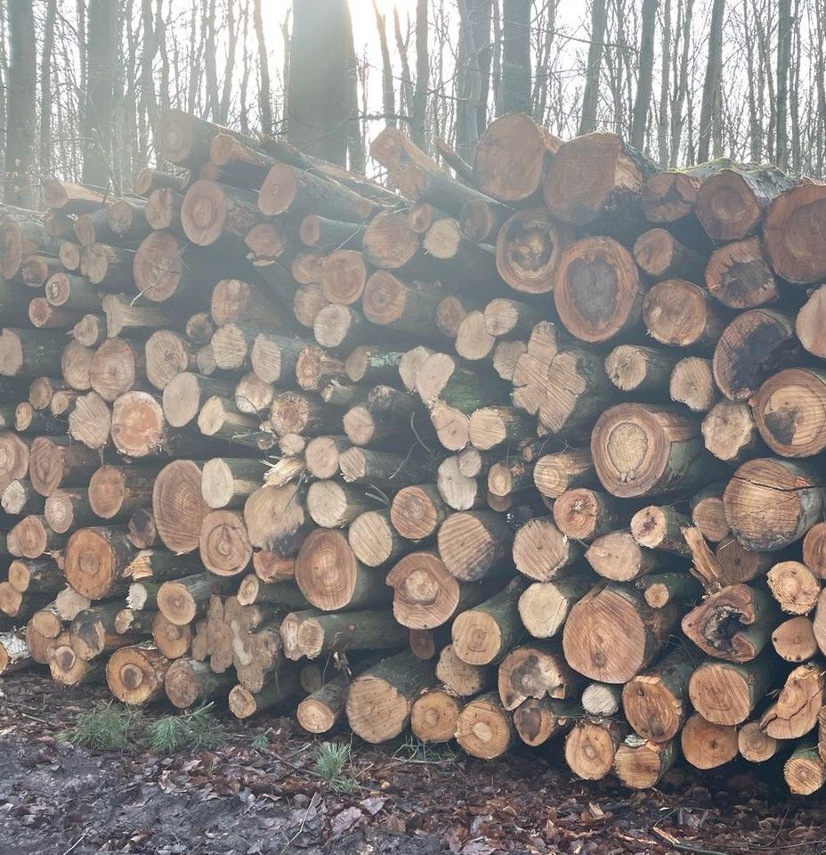 Kaminholz Brennholz Stammholz Buche in Berlin