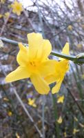 Bewurzelte Stecklinge, gelber Winterjasmin, Sichtschutz Niedersachsen - Salzgitter Vorschau