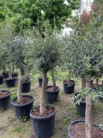 Schöne Olivenbäume Olea Europaea ca.1,40 M - 1,60 M hoch Rheinland-Pfalz - Bad Bergzabern Vorschau
