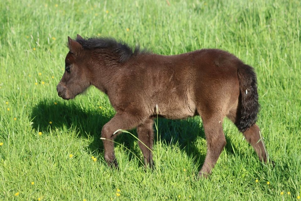 Typvolles, kräftiges Shetland Shetty Hengstfohlen Original in Hille