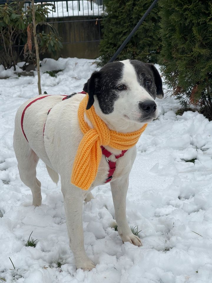 Zorro, 40 cm, klein,   freundlich zu Mensch und Hund in Köln