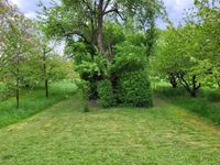 Grundstück / Garten / Obstbaumwiese zu verpachten (Ingersheim) Baden-Württemberg - Ingersheim Vorschau