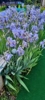 Schwertlilie Iris Nordrhein-Westfalen - Bergheim Vorschau