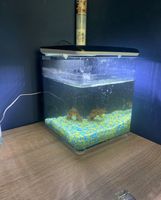 Cube micro Aquarium Bayern - Ingolstadt Vorschau